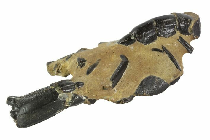 Fossil Mud Lobster (Thalassina) - Australia #95807